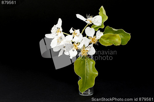 Image of Flowers in the glass.