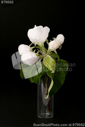 Image of Flowers in the glass.