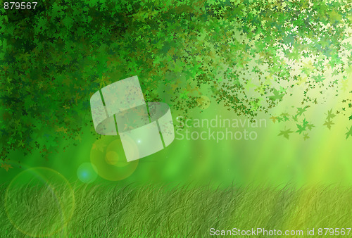 Image of Forest