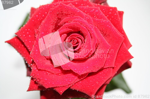 Image of Beautiful red rose