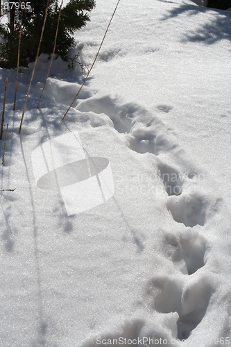 Image of Tracks from roe-deer