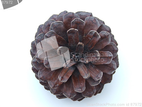 Image of Pinecone