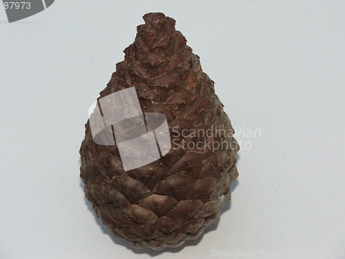 Image of Pinecone