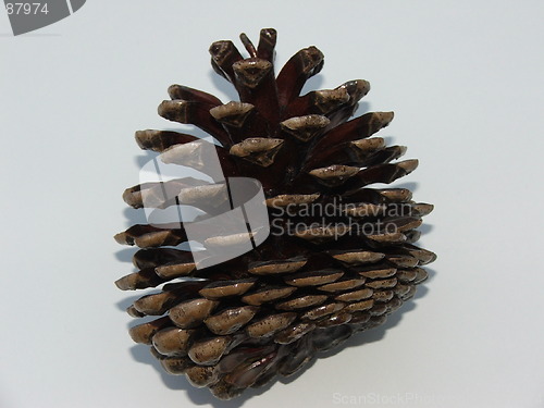 Image of Pinecone