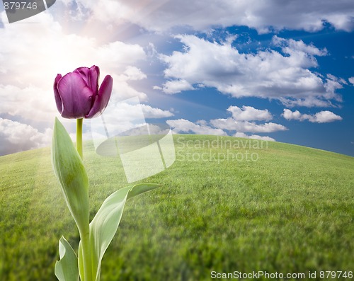 Image of Purple Tulip Over Grass Field and Sky