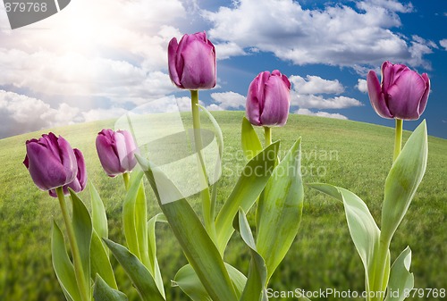 Image of Purple Tulips Over Grass Field and Sky