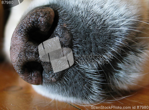 Image of Dognose