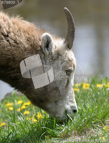 Image of mountain goat 2