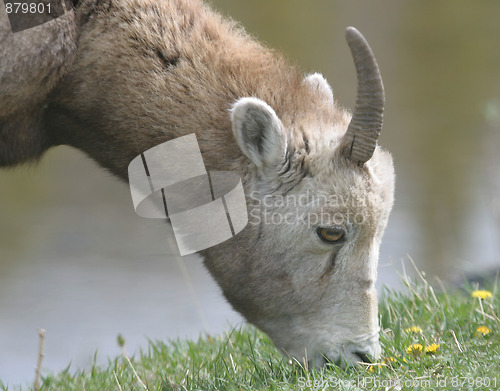 Image of mountain goat