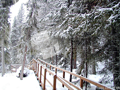 Image of Forest Trail