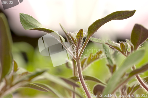 Image of Gardening - Tomato Seedlings