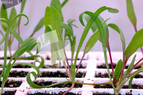 Image of Gardening - Spinach Seedlings