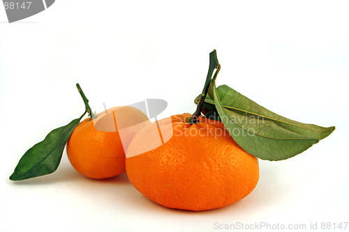 Image of 2 oranges with stems