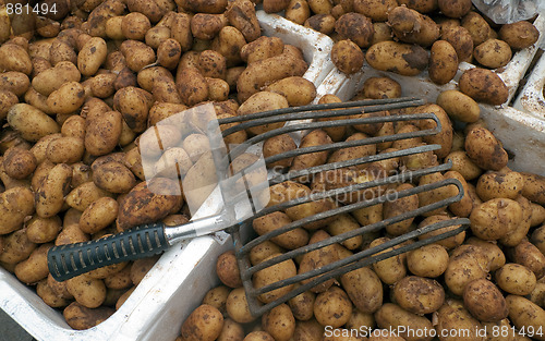 Image of New potatoes