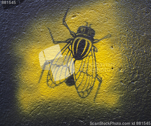 Image of Fly on the wall