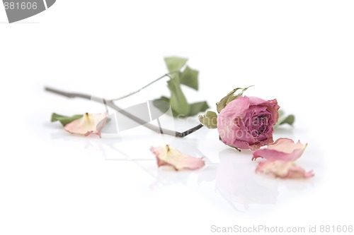 Image of Close up of a single dried pink rose