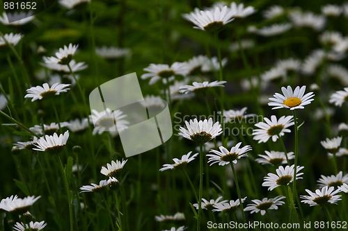 Image of Flowers