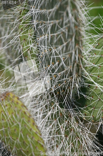 Image of Cactus