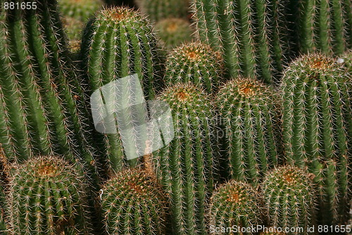 Image of Cactus