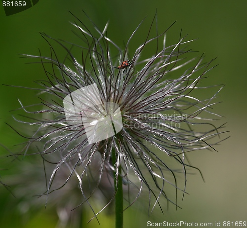 Image of Flower with a small insect