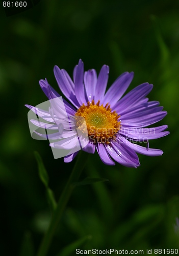 Image of Flower