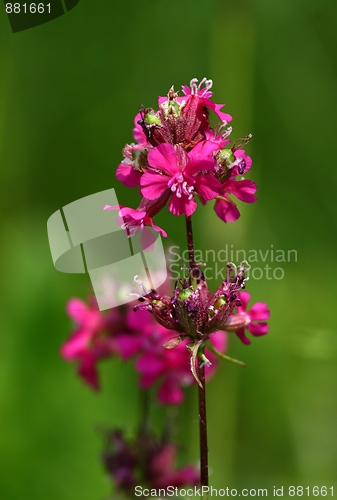 Image of Pink flowers