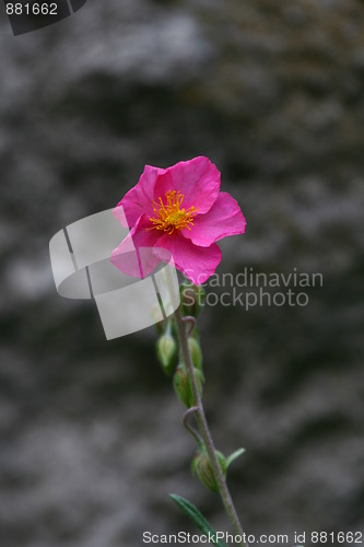 Image of Pink flower