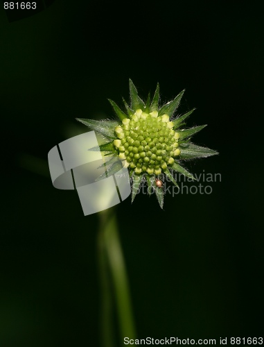 Image of Flower