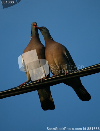 Image of Pigeons