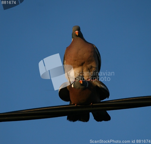 Image of Pigeons