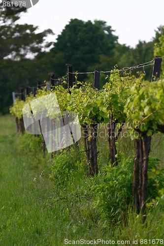 Image of Grapevines