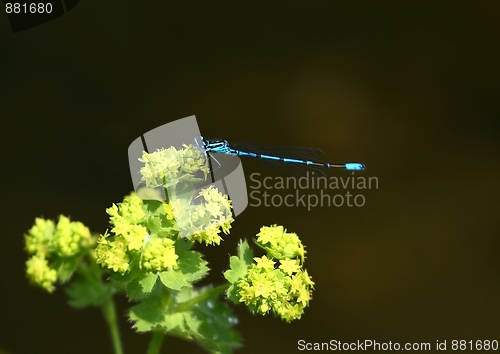 Image of Blue dragonfly