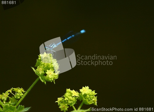 Image of Blue dragonfly