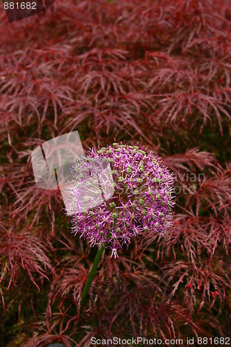 Image of Lilac flower