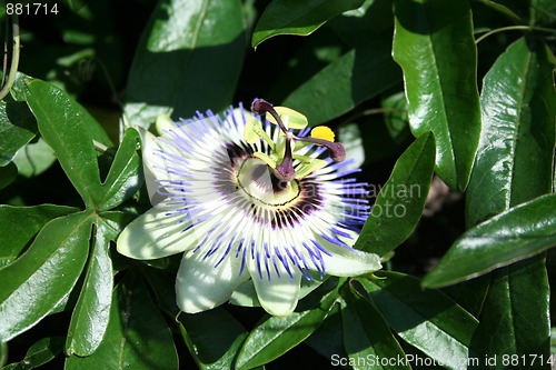 Image of Passion Flower