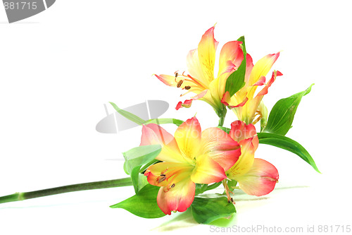 Image of Alstroemeria