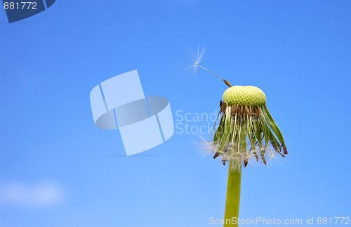 Image of dandelion