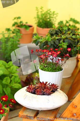 Image of Terrace or roof gardening