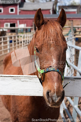 Image of Brown Horse