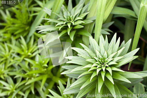 Image of Unbloomed Lily Plants