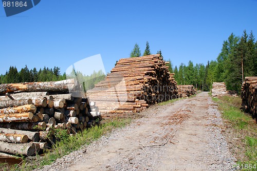 Image of Timber Logs By Forest Road