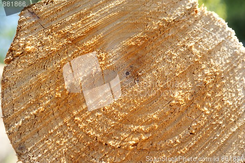 Image of Birch Log Texture