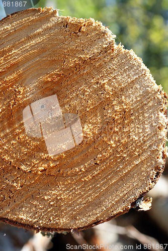 Image of Birch Timber Close Up