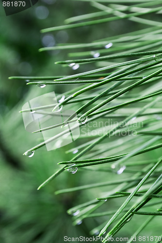 Image of Raindrops on pine needles