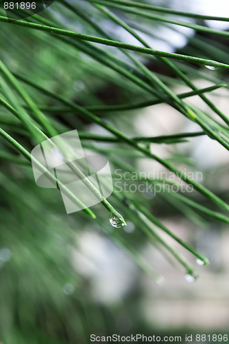 Image of Raindrops on pine needles