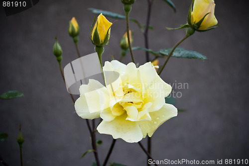 Image of Yellow Rose