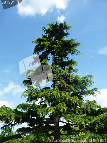 Image of Tree In Clayhall Park