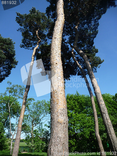 Image of Tall Trees