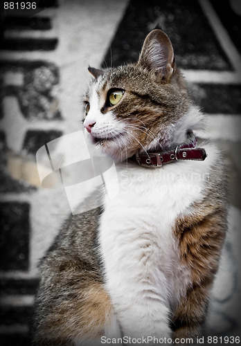 Image of Domestic cat