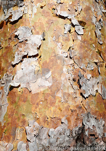 Image of Peeling Bark 